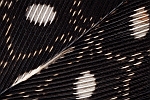 Guinea fowl feather